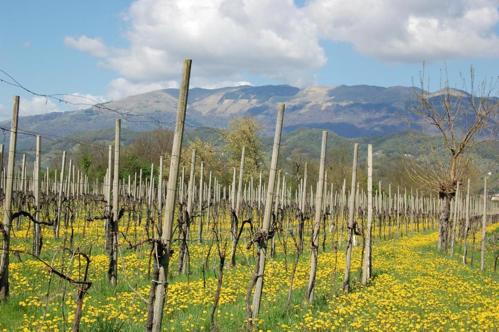 Locanda La Candola Soligo エクステリア 写真